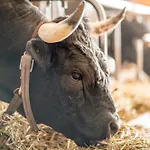 Ferme Du Grand Bisse - Agritouristique