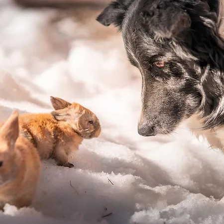 Séjour à la ferme Ferme Du Grand Bisse - Agritouristique