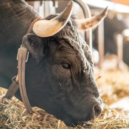 Ferme Du Grand Bisse - Agritouristique