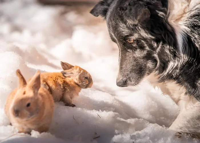 Séjour à la ferme Ferme Du Grand Bisse - Agritouristique