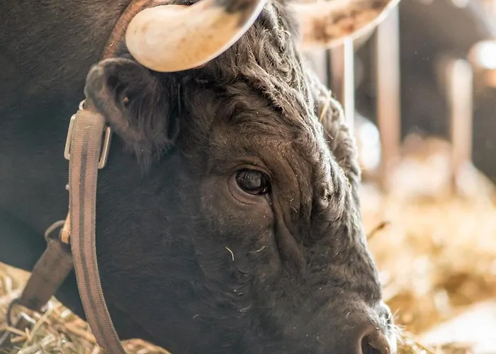 Ferme Du Grand Bisse - Agritouristique